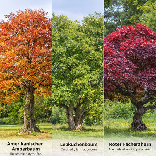 Indian Summer für deinen Garten