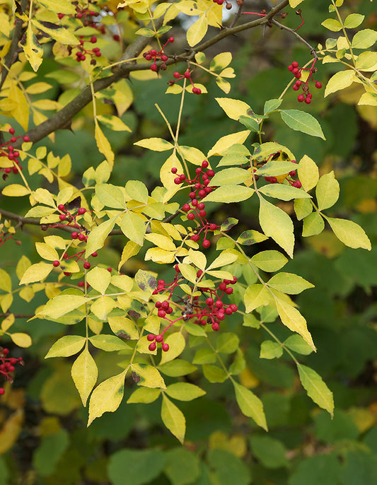 Seedeo® Szechuan Peffer (Zanthoxylum simulans) ca. 80 cm hoch