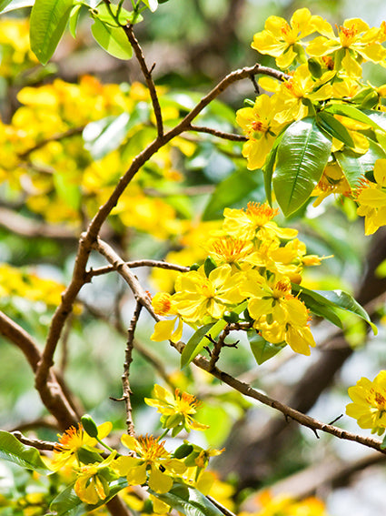 Seedeo® Kassod Baum (Cassia siamea) 50 Samen