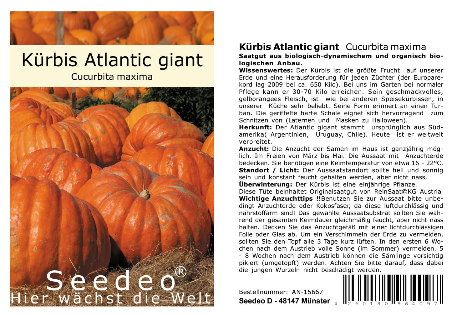Seedeo® Kürbis Atlantic giant (Cucurbita maxima) 10 Samen BIO