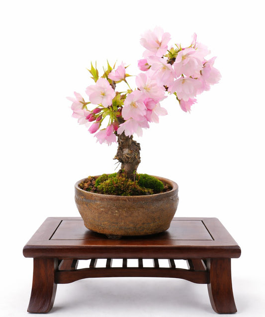Seedeo Bonsai Anzuchtset Japanische Blüten- und Zierkirsche (Prunus serulata)