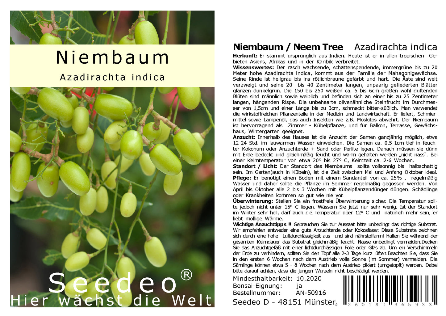 Seedeo® Niembaum / Neem Tree (Azadirachta indica) 20 Samen