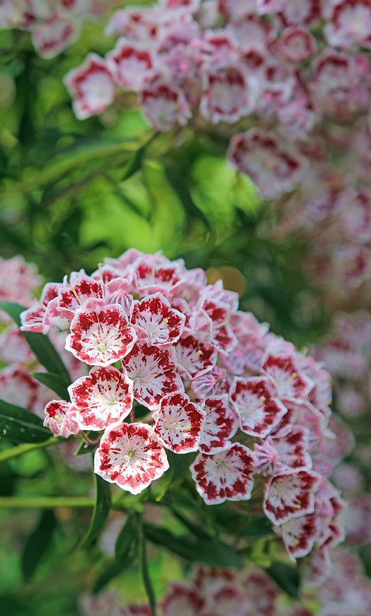 Seedeo® Berglorbeer Kalmia latifolia ‘Minuet’ Pflanze ca. 10-15 cm hoch