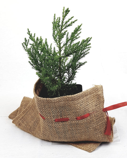 Berg - Mammutbaum (Sequoiadendron giganteum) Pflanze 2 Jahre Geschenkedition Topf mit Sternen