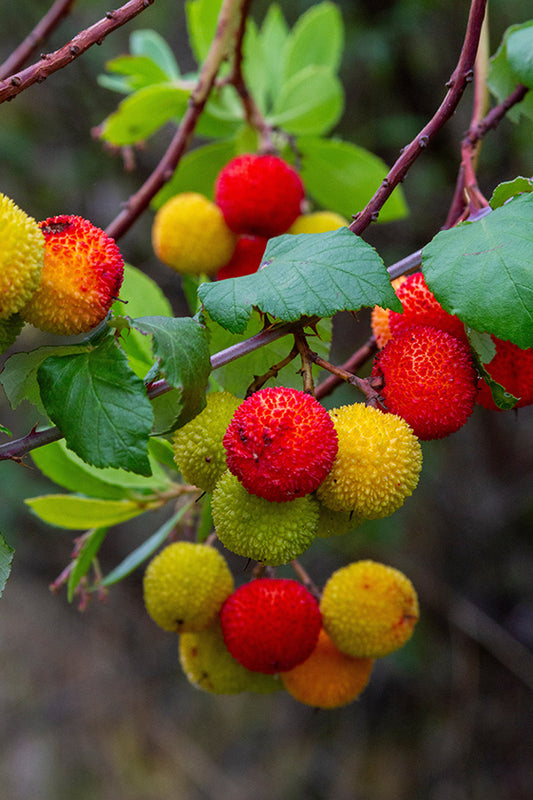 Seedeo® Erdbeerbaum (Arbutus unedo) ca. 100 Samen