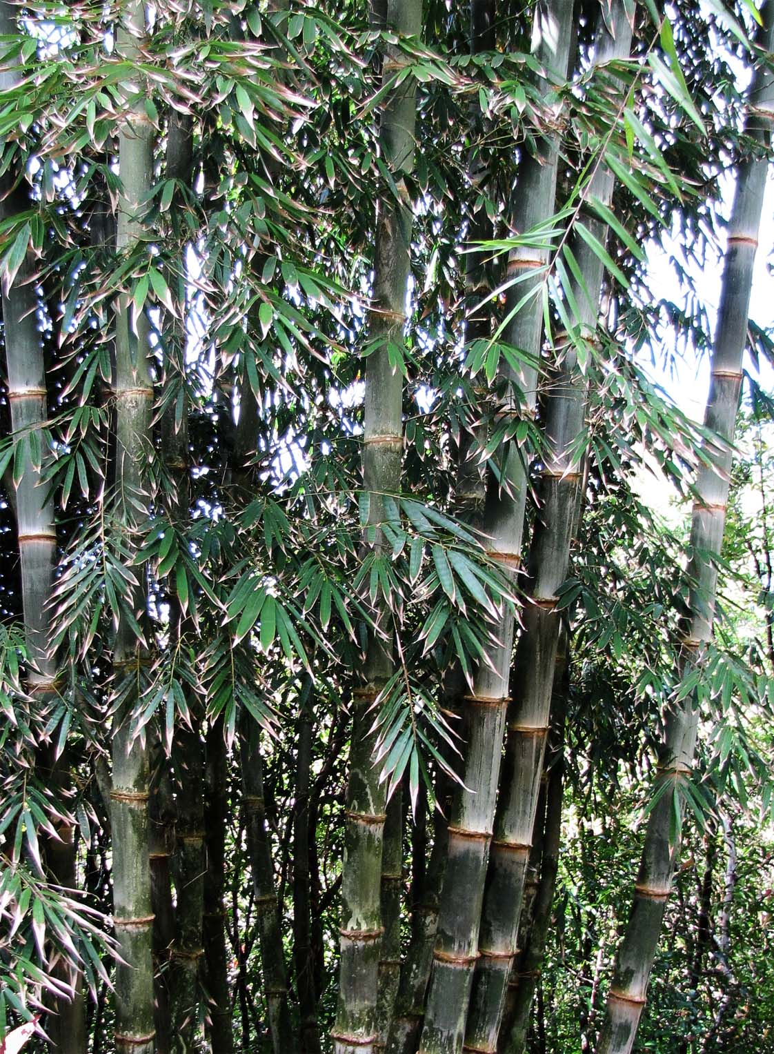 Seedeo® Kalkuttabambus (Dendrocalamus strictus) 60 Samen