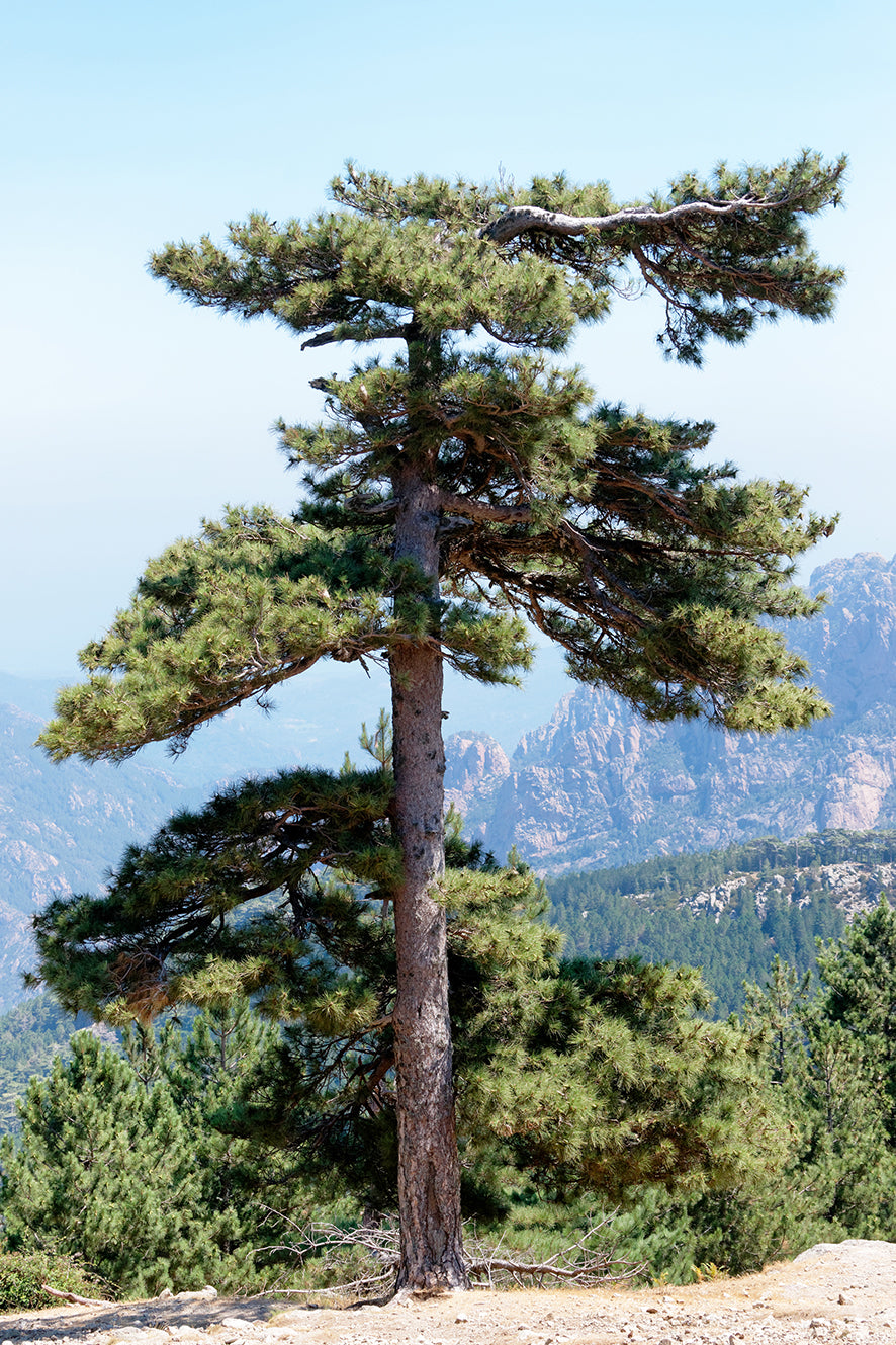 Seedeo® Kalabrische Schwarzkiefer (Pinus nigra calabrica) Pflanze ca. 20 cm - 30 cm