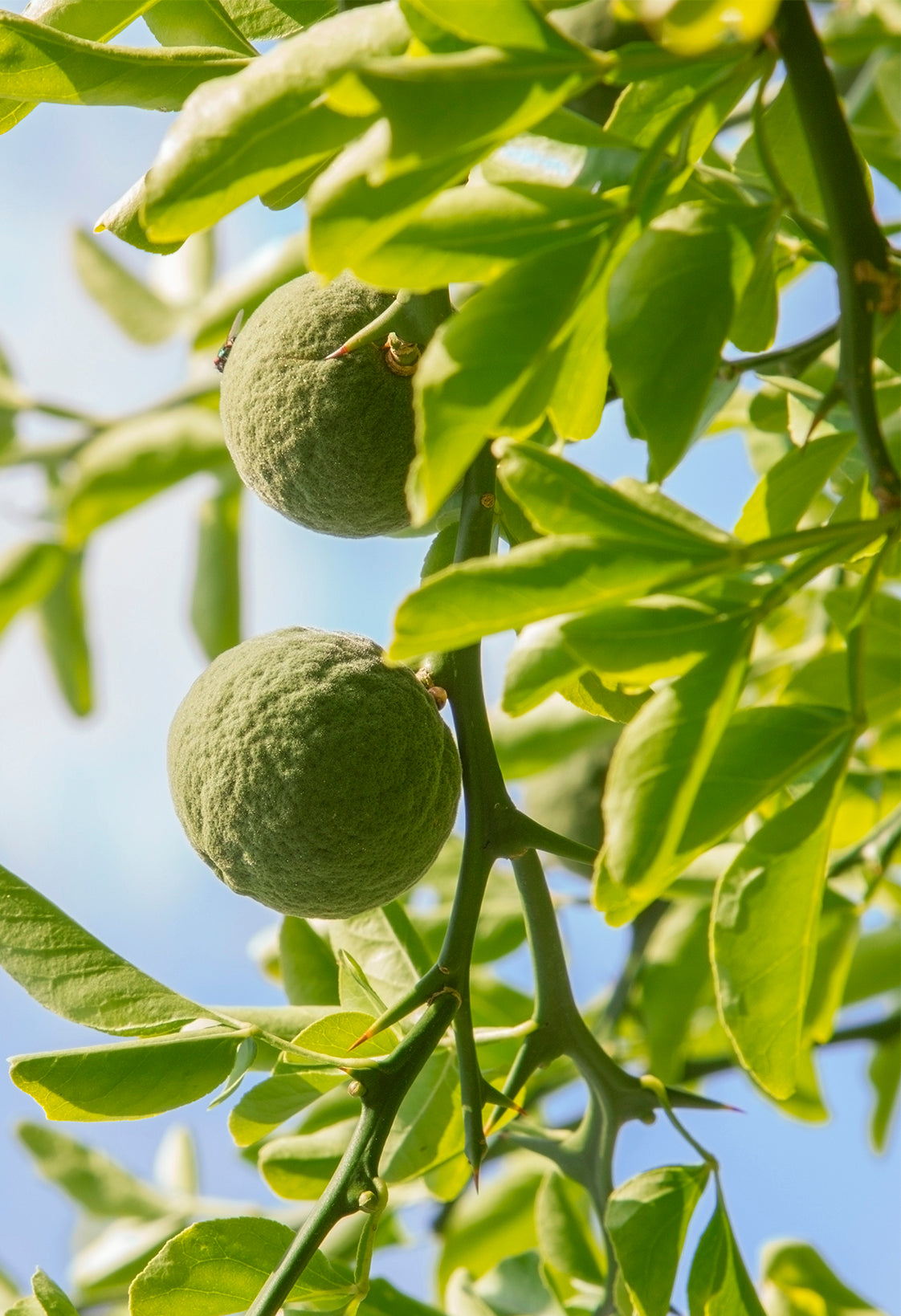 Seedeo® Bitterorange (Poncirus trifoliata) Pflanze ca. 10 - 15 cm
