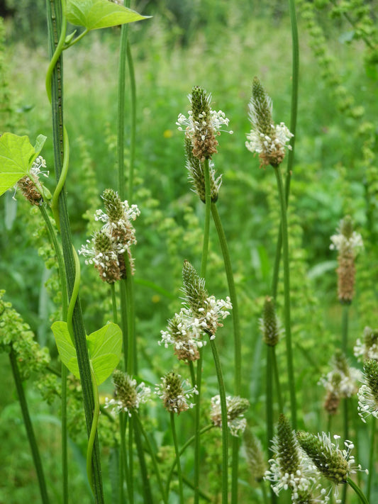 Seedeo® Spitzwegerich (Plantago lanceolata) 300 Samen BIO