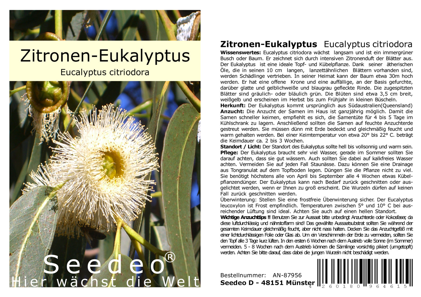 Seedeo® Zitronen-Eukalyptus (Eucalyptus citriodora) 200 Samen