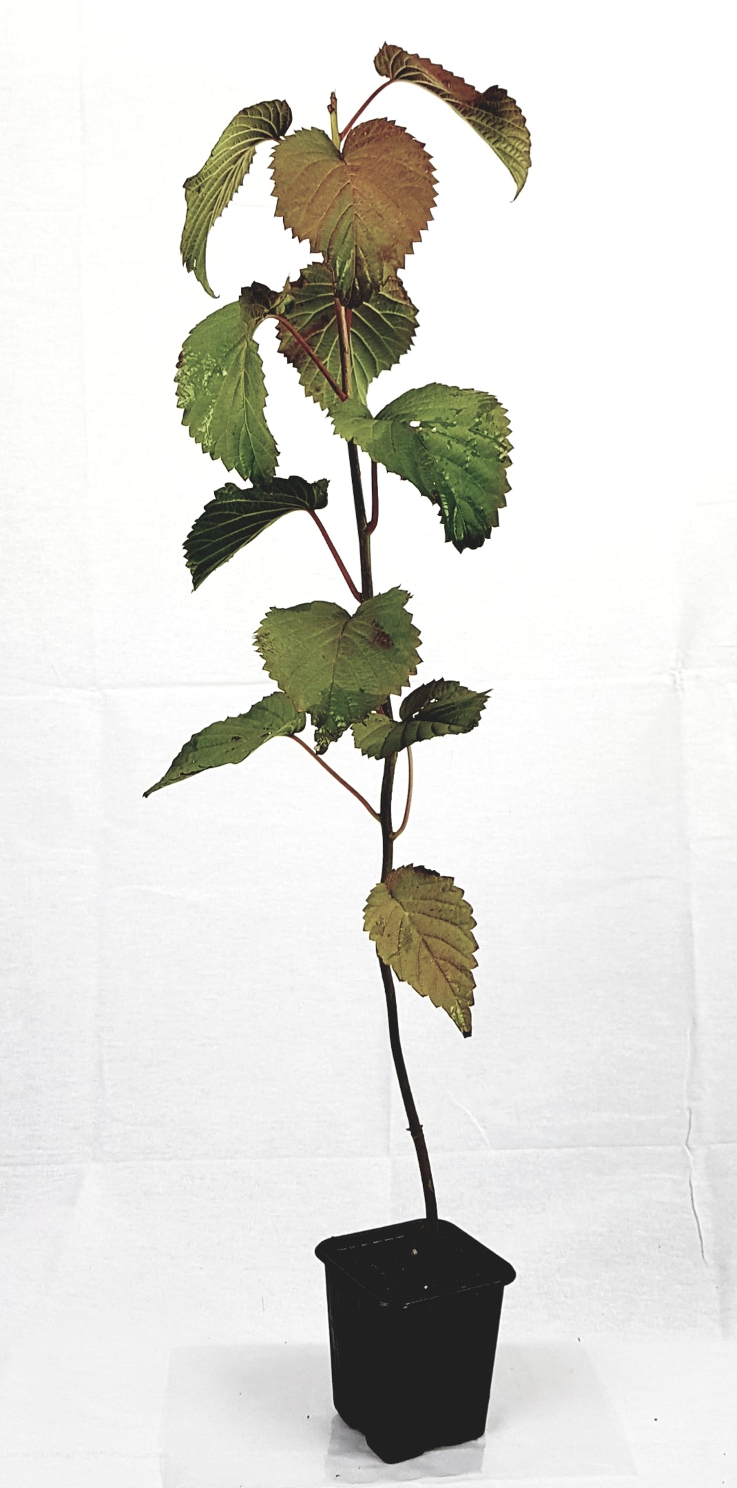Seedeo® Taschentuchbaum (Davidia involucrata) 1 Samen