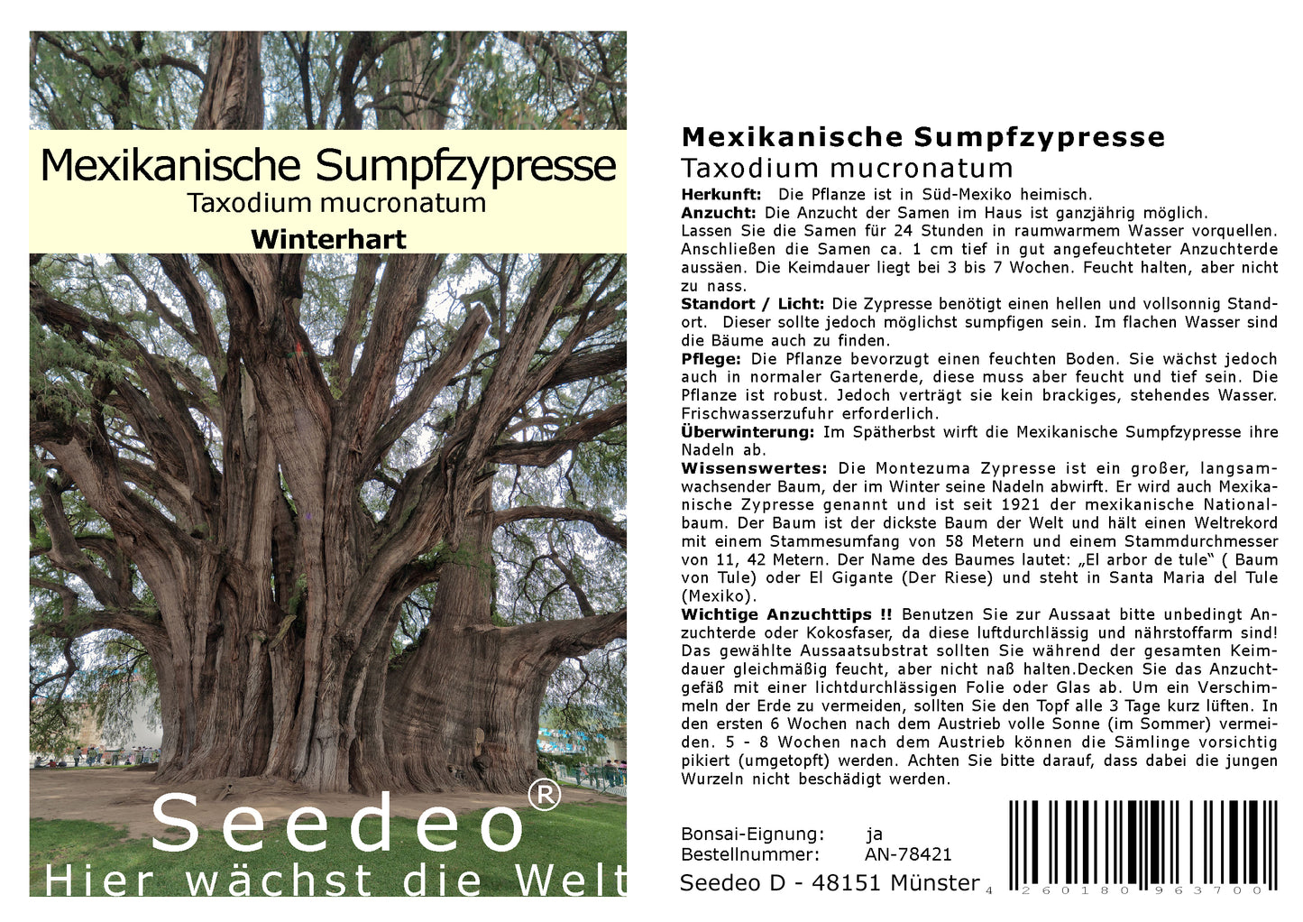 Seedeo® Mexikanische Sumpfzypresse Taxodium mucronatum 60 Samen
