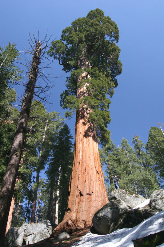 Seedeo® Küsten - Mammutbaum (Sequoia sempervirens) 50 Samen