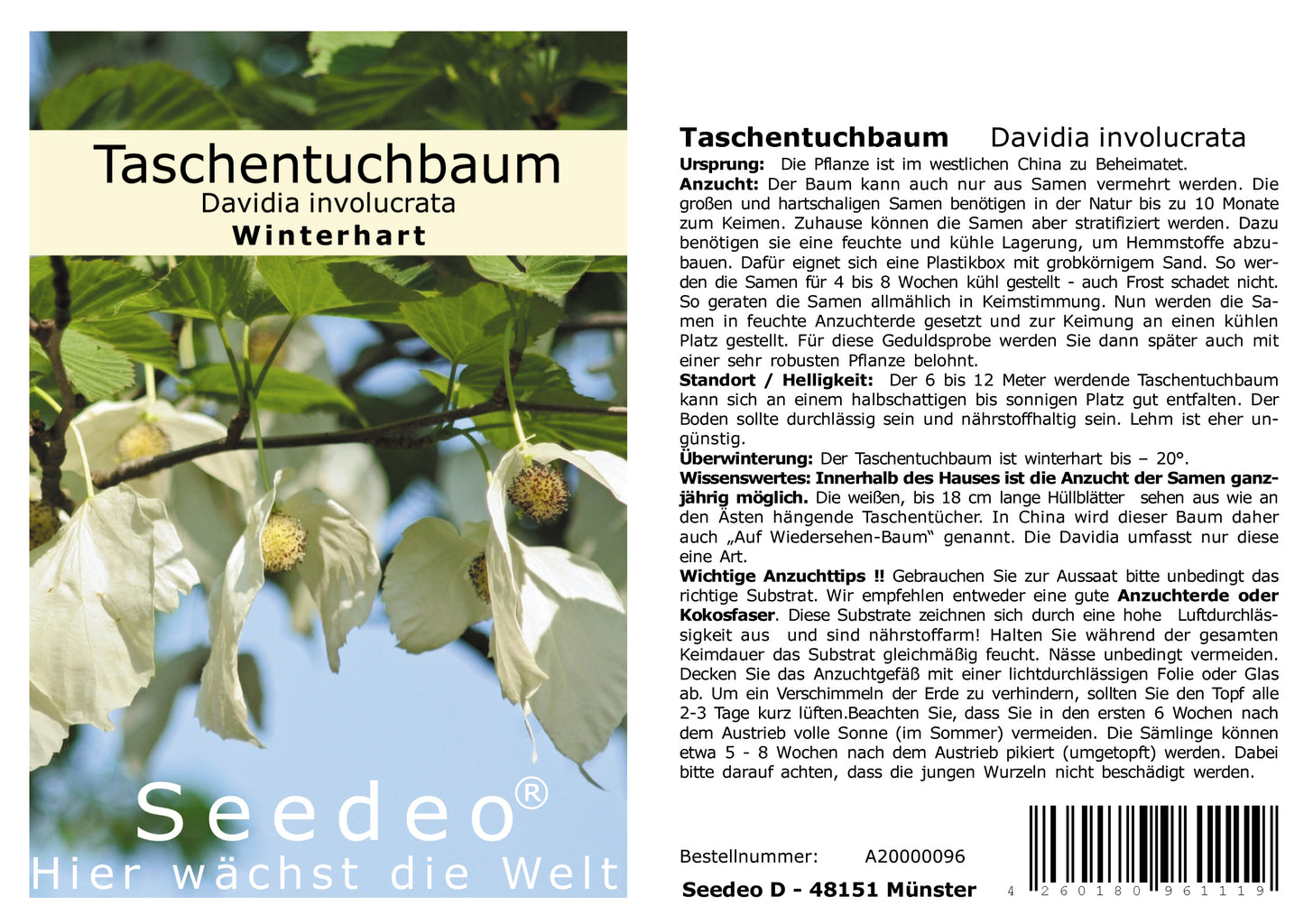 Seedeo® Taschentuchbaum (Davidia involucrata) 1 Samen