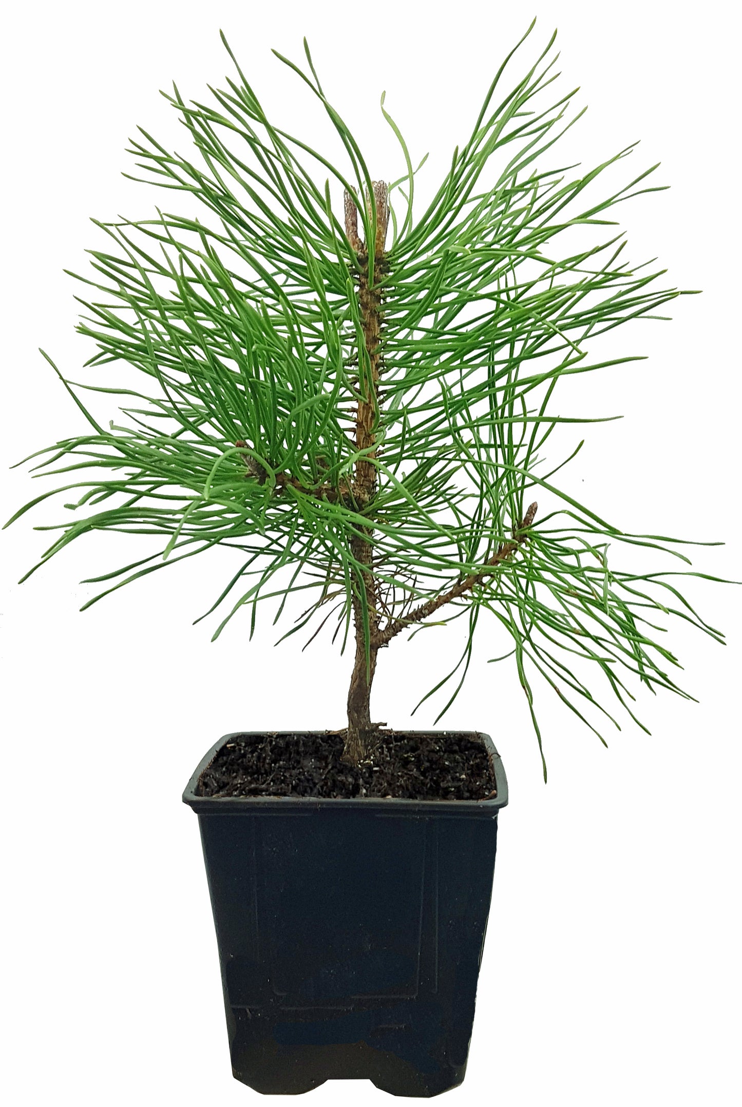 Seedeo® Kalabrische Schwarzkiefer (Pinus nigra calabrica) Pflanze ca. 20 cm - 30 cm