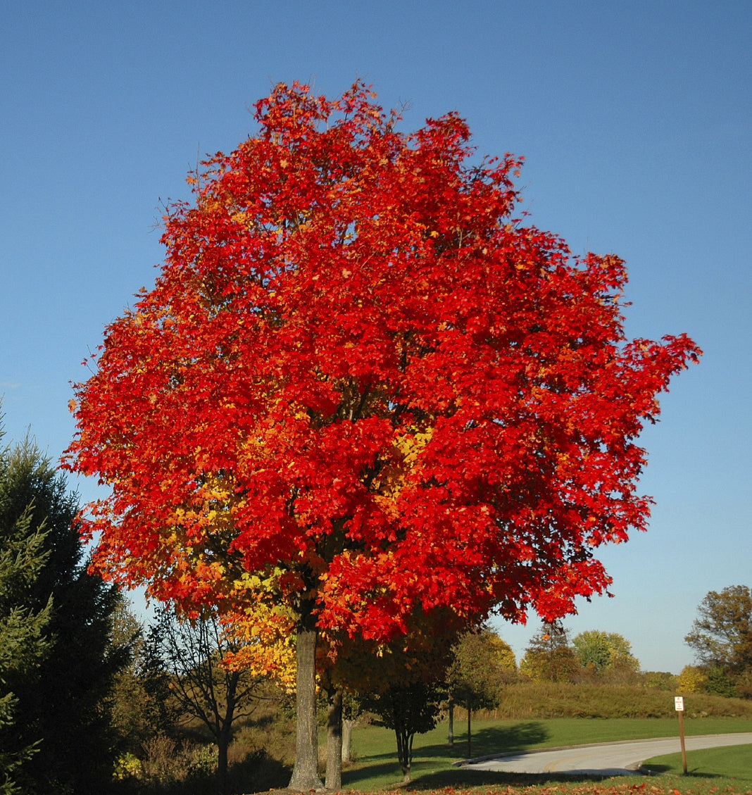 Seedeo® Rotahorn Acer rubrum 30 Samen