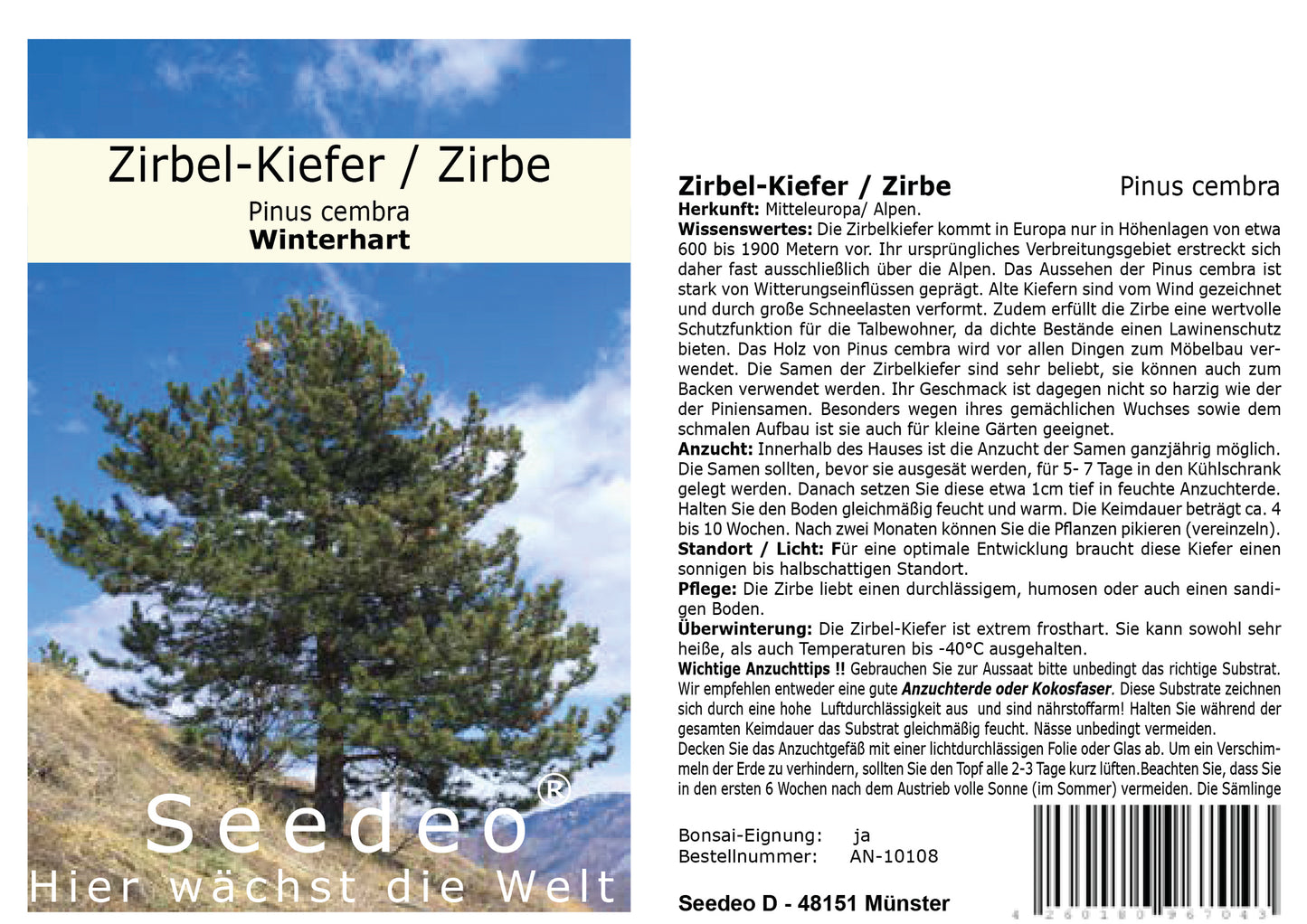Seedeo® Zirbel-Kiefer / Zirbe (Pinus cembra) 20 Samen
