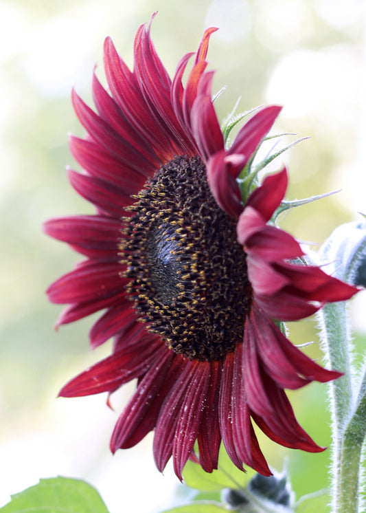 Seedeo® Sonnenblume Ruby- F 1 (Helianthus annuus) 20 Samen