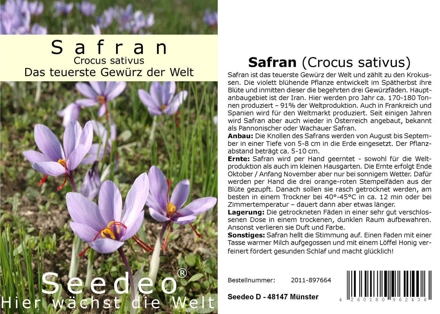 Seedeo® Safran (Crocus sativus) 30 Zwiebeln