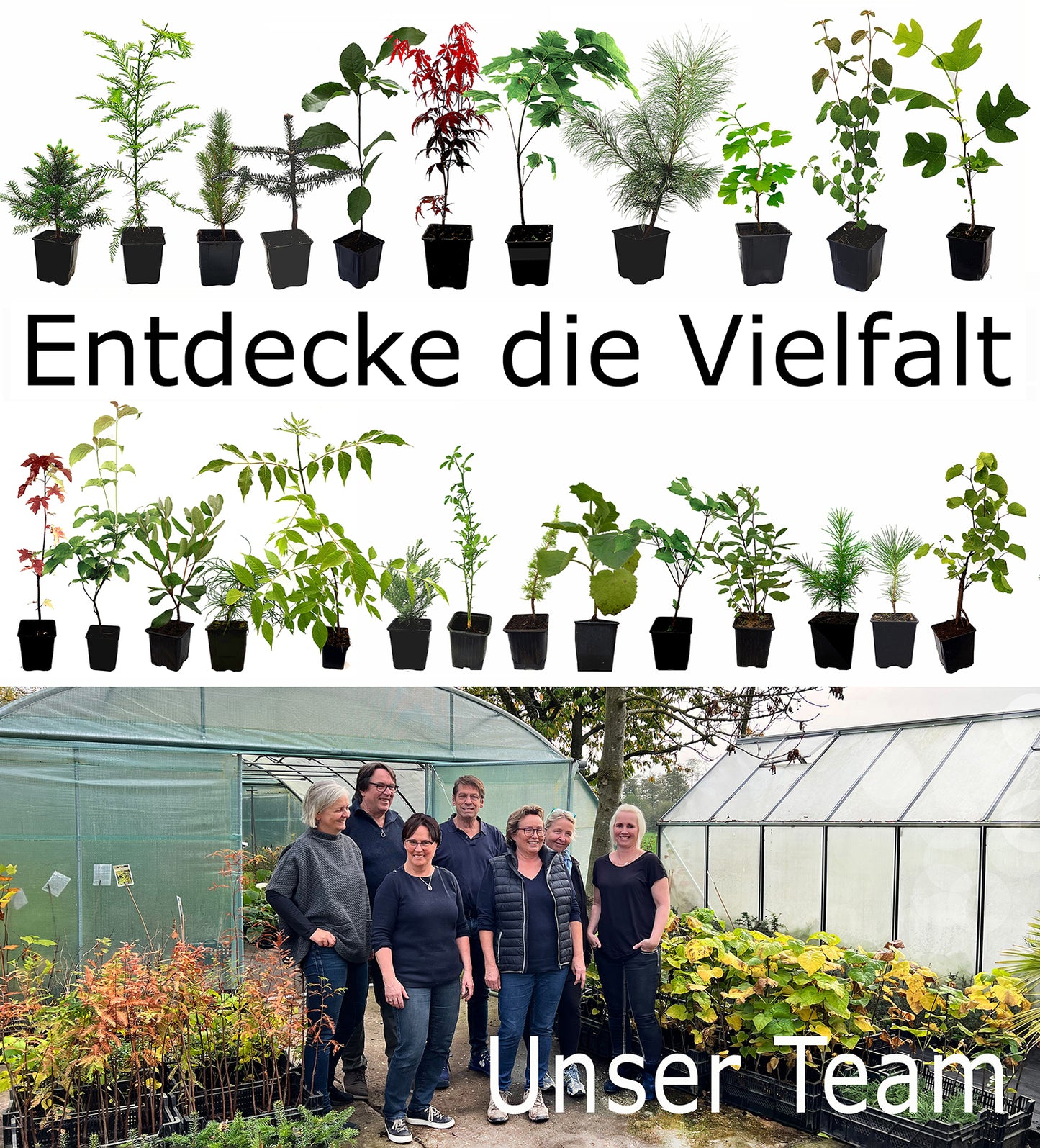 Seedeo® Buscheiche (Quercus ilicifolia) Pflanze ca. 30-55 cm hoch