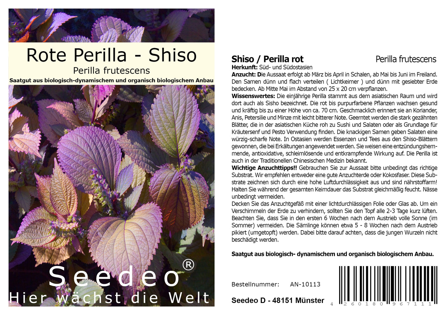 Seedeo® Rote Perilla/Shiso (Perilla frutescens) ca. 200 Samen
