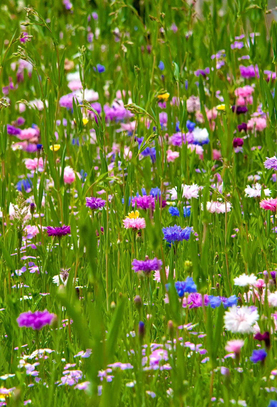 Seedeo® Große Kornblumenwiese 1000 Samen