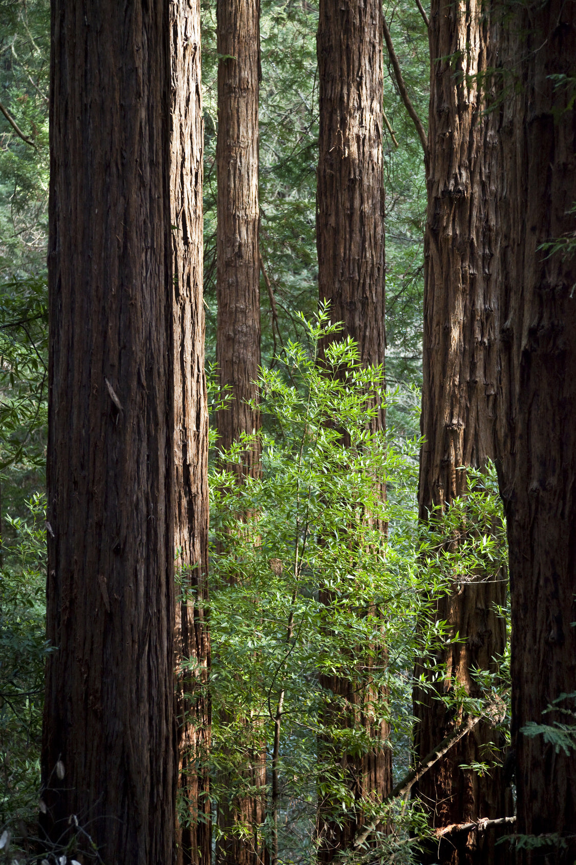Seedeo® Küsten - Mammutbaum (Sequoia sempervirens) 50 Samen