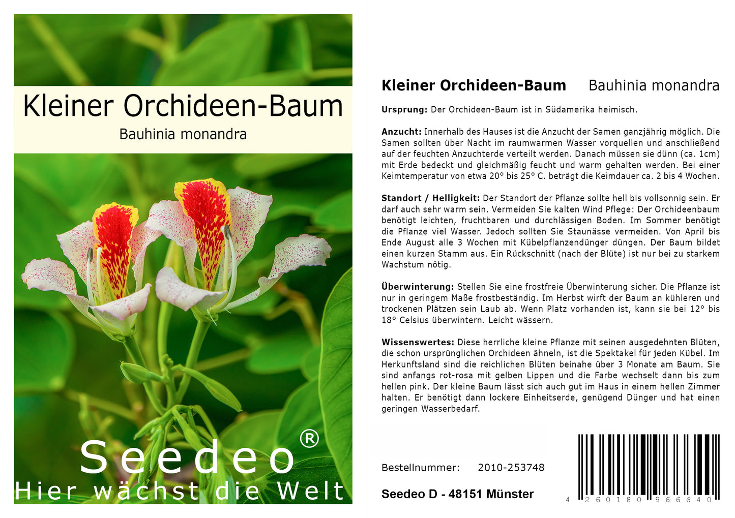 Seedeo® Kleiner Orchideen-Baum - (Bauhinia monandra) 10 Samen