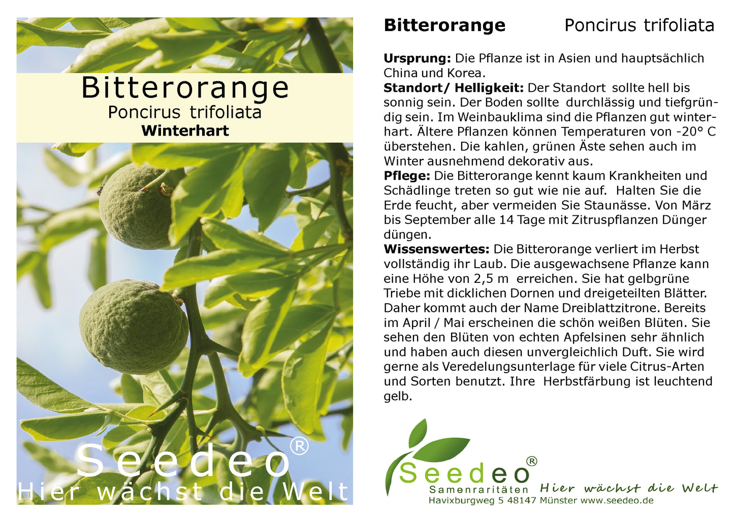 Seedeo® Bitterorange (Poncirus trifoliata) Pflanze ca. 10 - 15 cm