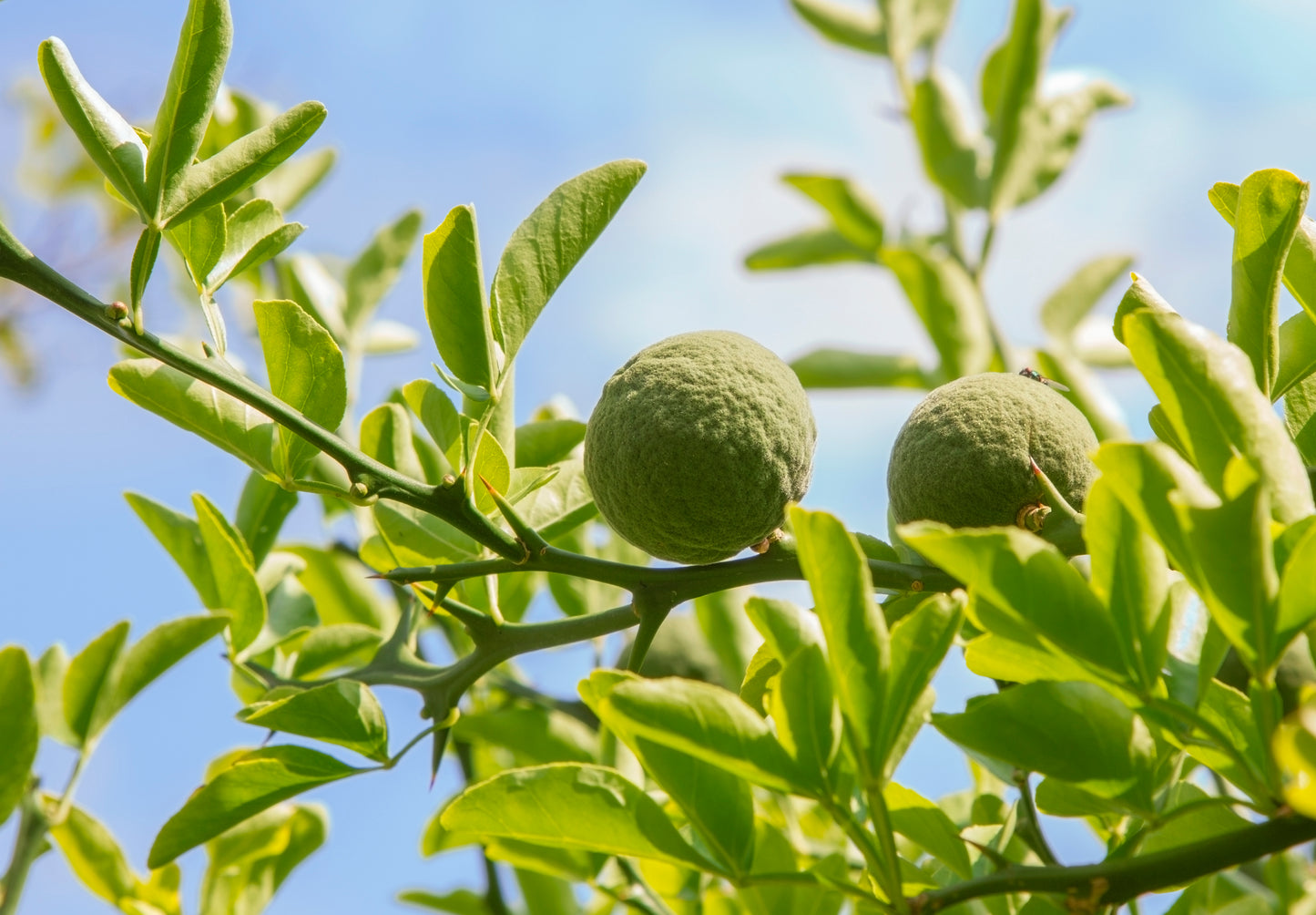 Seedeo® Bitterorange (Poncirus trifoliata) Pflanze ca. 10 - 15 cm