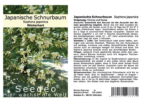 Seedeo® Japanische Schnurbaum (Sophora japonica) 30 Samen
