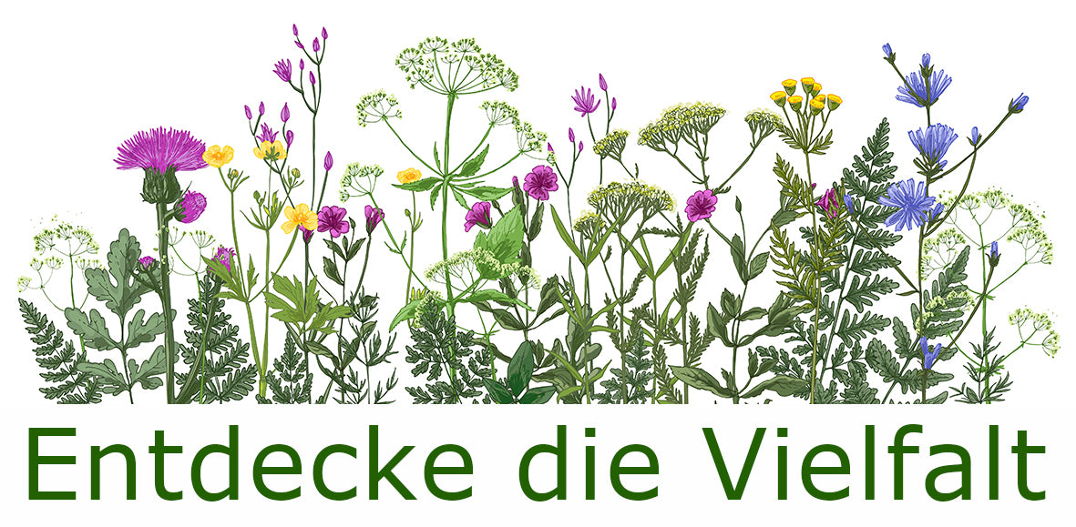 Seedeo® Inkarnatklee / Scharlachklee (Trifolium incarnatum ) ca. 1000 Samen