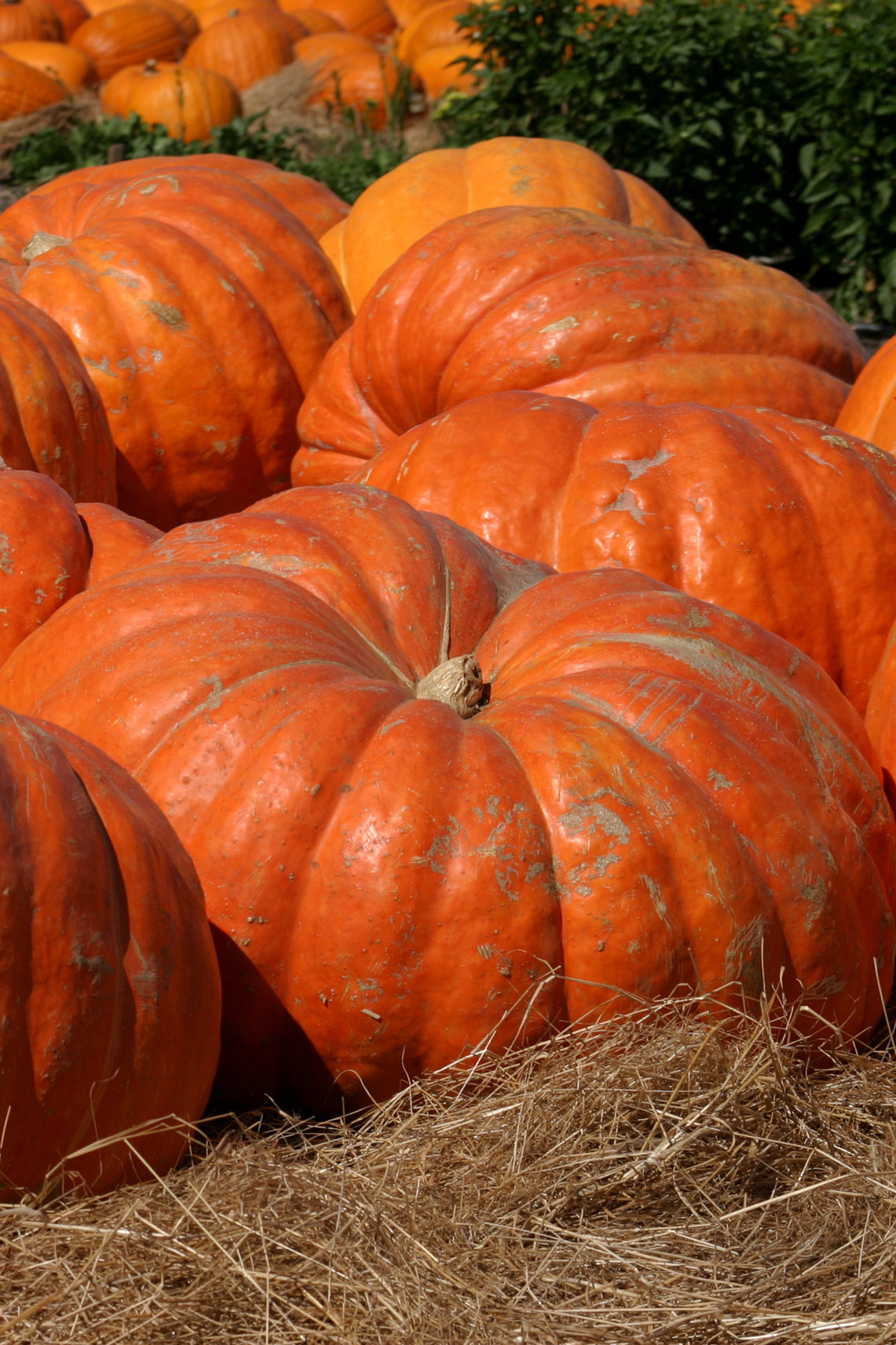 Seedeo® Kürbis Atlantic giant (Cucurbita maxima) 10 Samen BIO