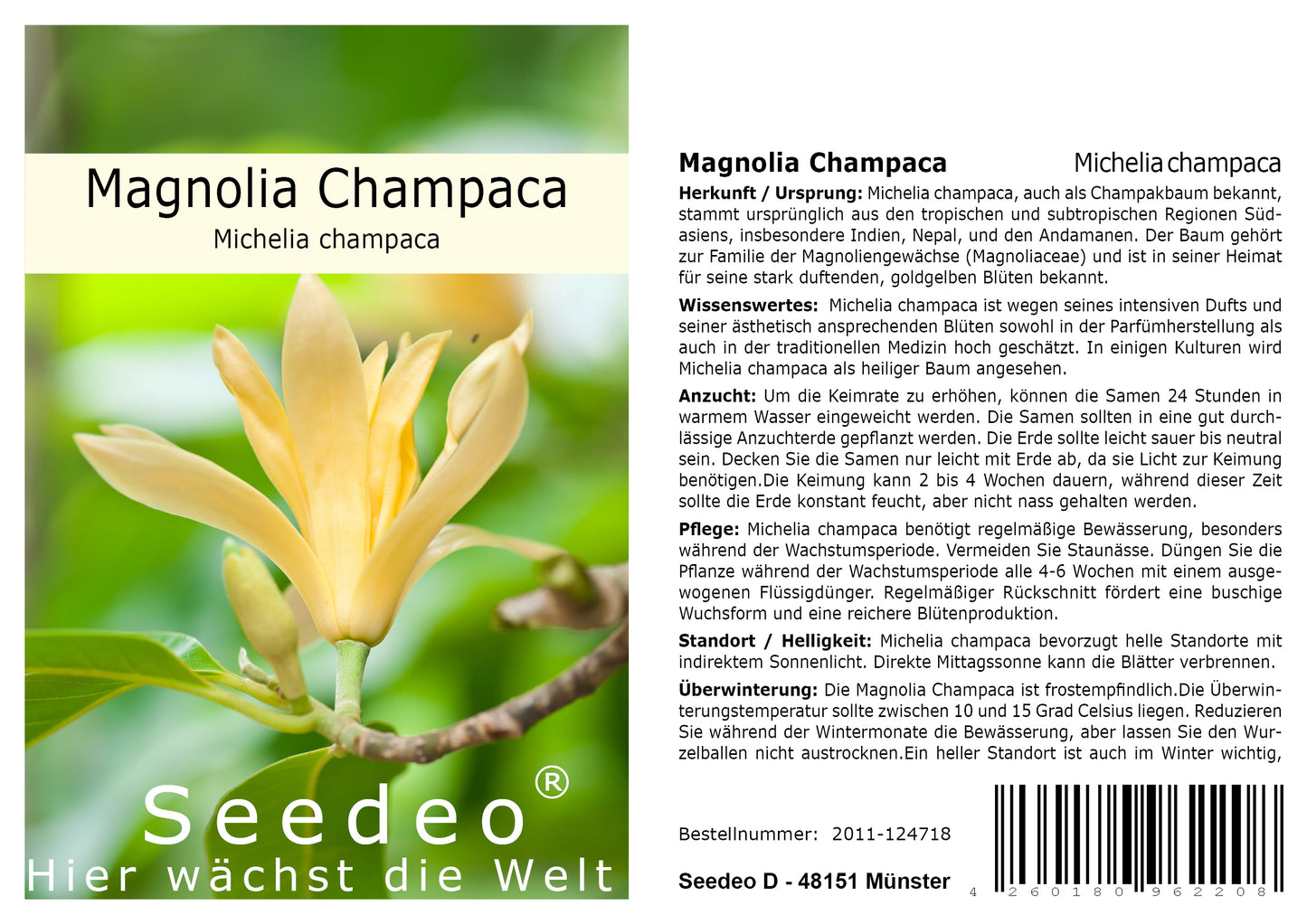 Seedeo® Magnolia champaca ( Michelia Champaca) 15 Samen