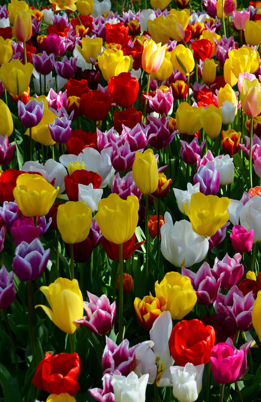 Seedeo® - Tulpen Pflückgarten Mix Farbenspiel 100 Zwiebeln mehrjährig - winterhart