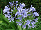 Seedeo® Schmucklilie Liebeslume (Agapanthus orientalis)25 Korn