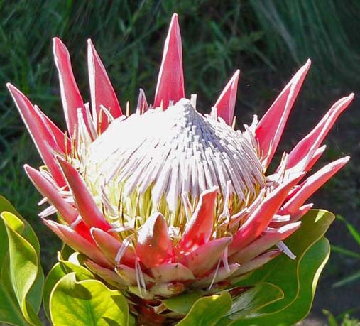 Seedeo® Königsprotea (Protea cynaroides) 7 Samen