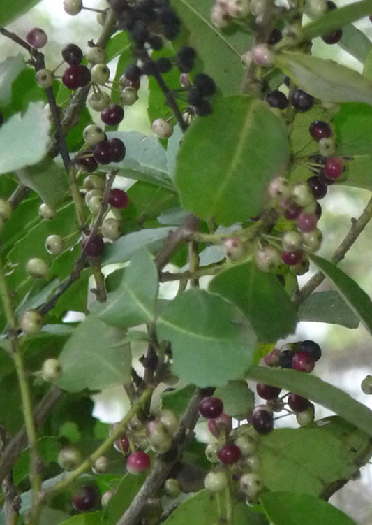 Seedeo® Mate Tee Strauch (Ilex paraguariensis) 20 Samen