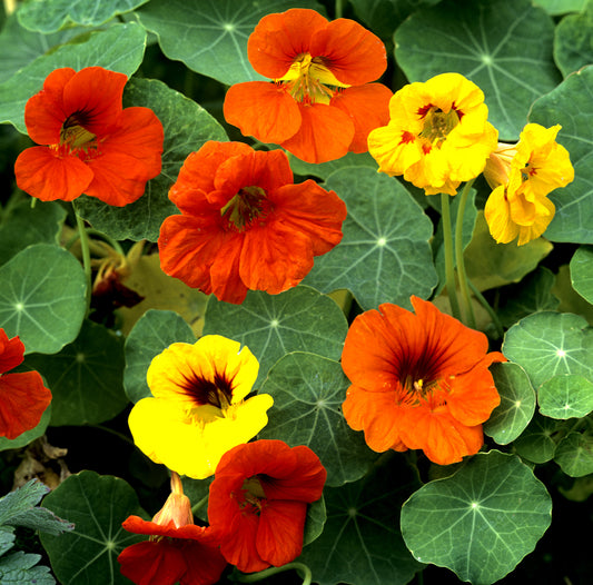 Seedeo® Kapuzinerkresse Alaska Mixture (Tropaeolum majus) 40 Samen