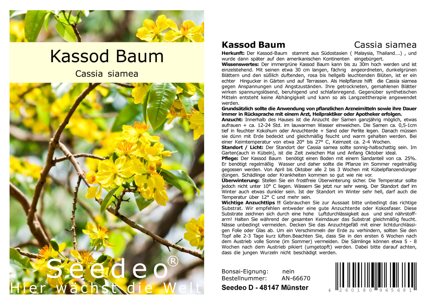 Seedeo® Kassod Baum (Cassia siamea) 50 Samen