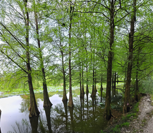 Seedeo® Sumpfzypresse (Taxodium distichum) 15 Samen