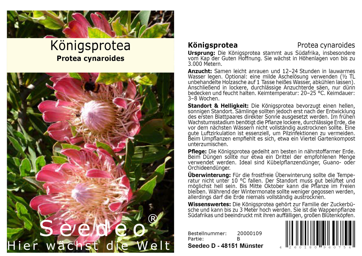 Seedeo® Königsprotea (Protea cynaroides) 7 Samen