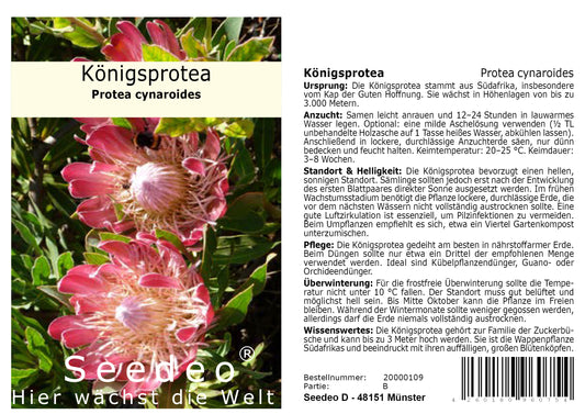 Seedeo® Königsprotea (Protea cynaroides) 7 Samen