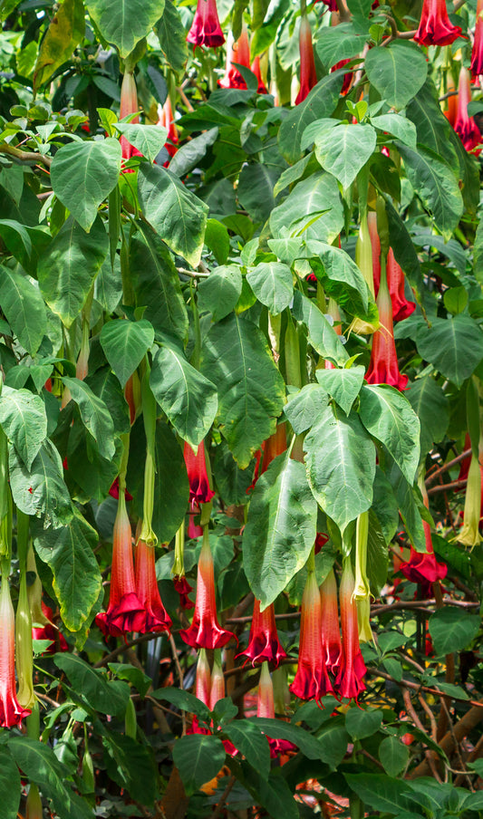 Seedeo® Rote Engelstrompete (Brugmansia sanguinea) 10 Samen