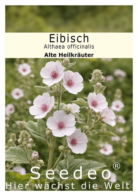 Seedeo® Eibisch (Althae officinalis) 100 Samen