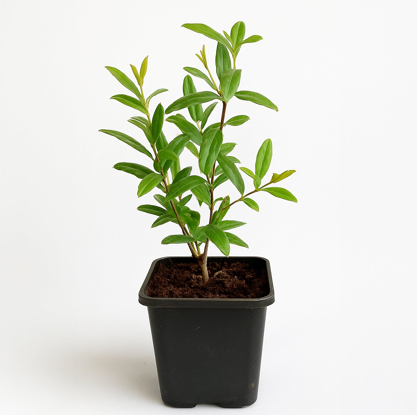 Seedeo® Granatapfelbaum ‚Crimson Sky' Punica granatum Pflanze ca. 15 c