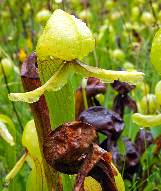 Seedeo® Kobralilie (Darlingtonia Californica) 10 Samen