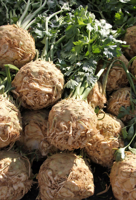 Seedeo® Knollensellerie Wiener Riesen (Apium graveolens var.) ca.200 Samen BIO