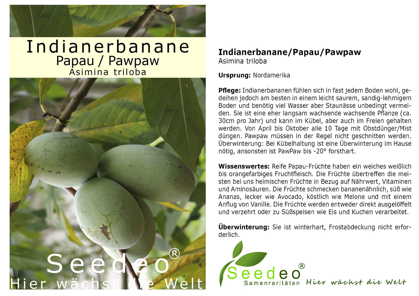 Seedeo® Indianerbanane/Papau/Pawpaw (Asimina triloba) Pflanze ca. 20 - 30 cm