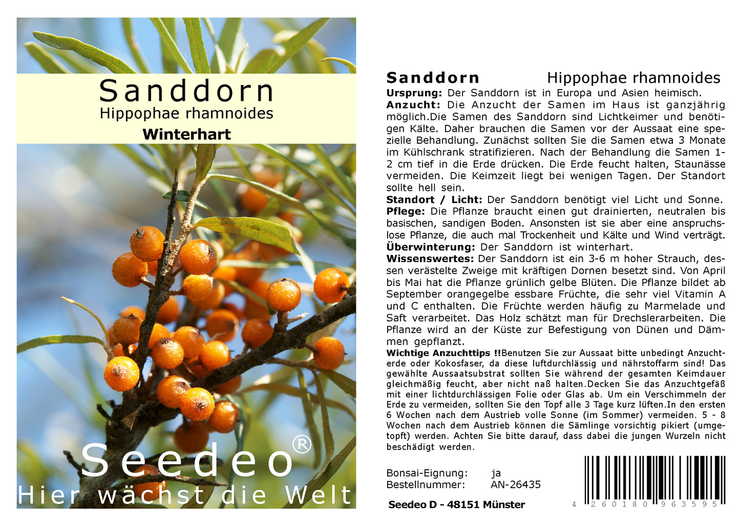 Seedeo® Sanddorn (Hippophae rhamnoides) 60 Samen